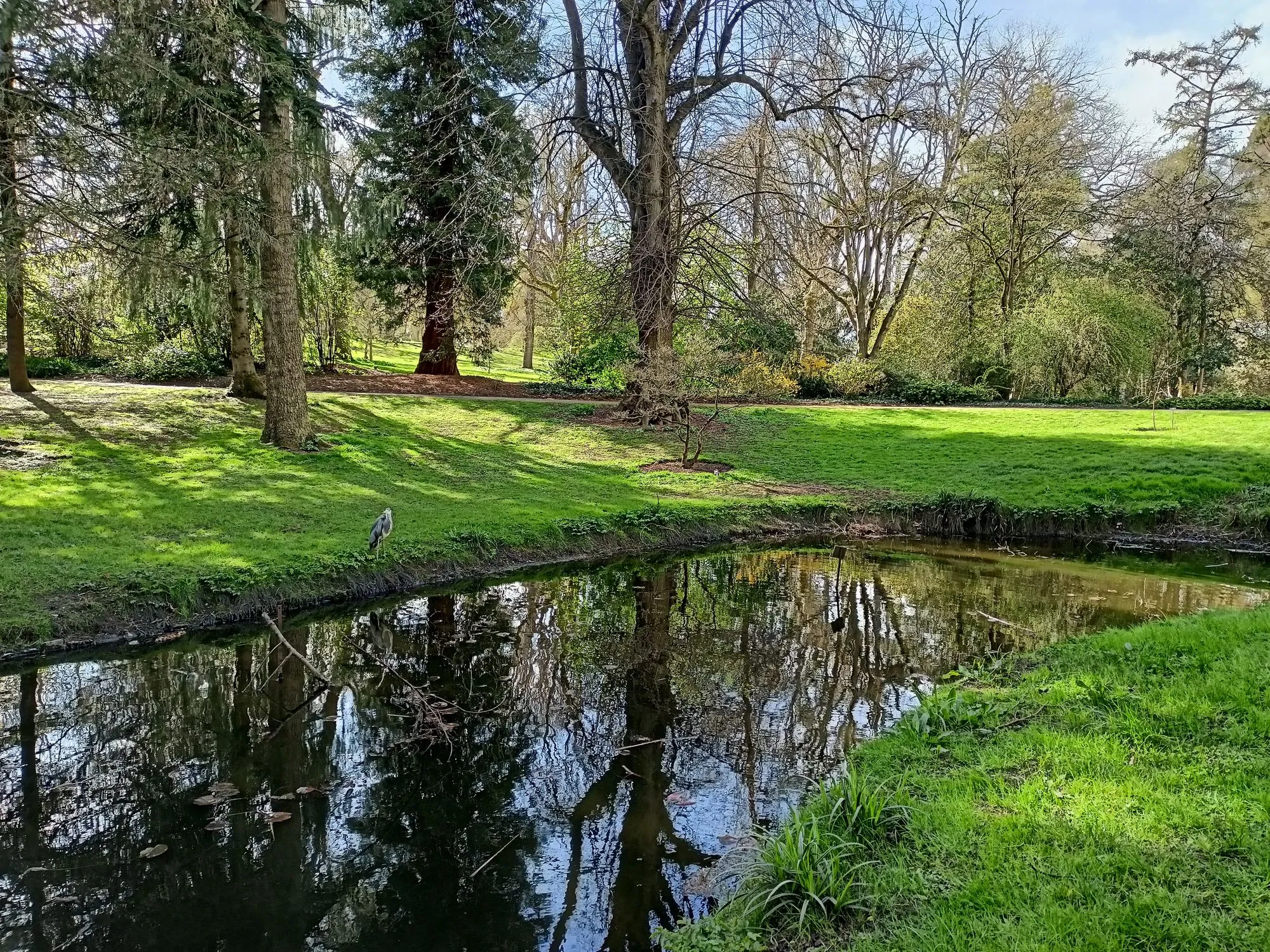 Laghetto in un parco con alberi riflessi