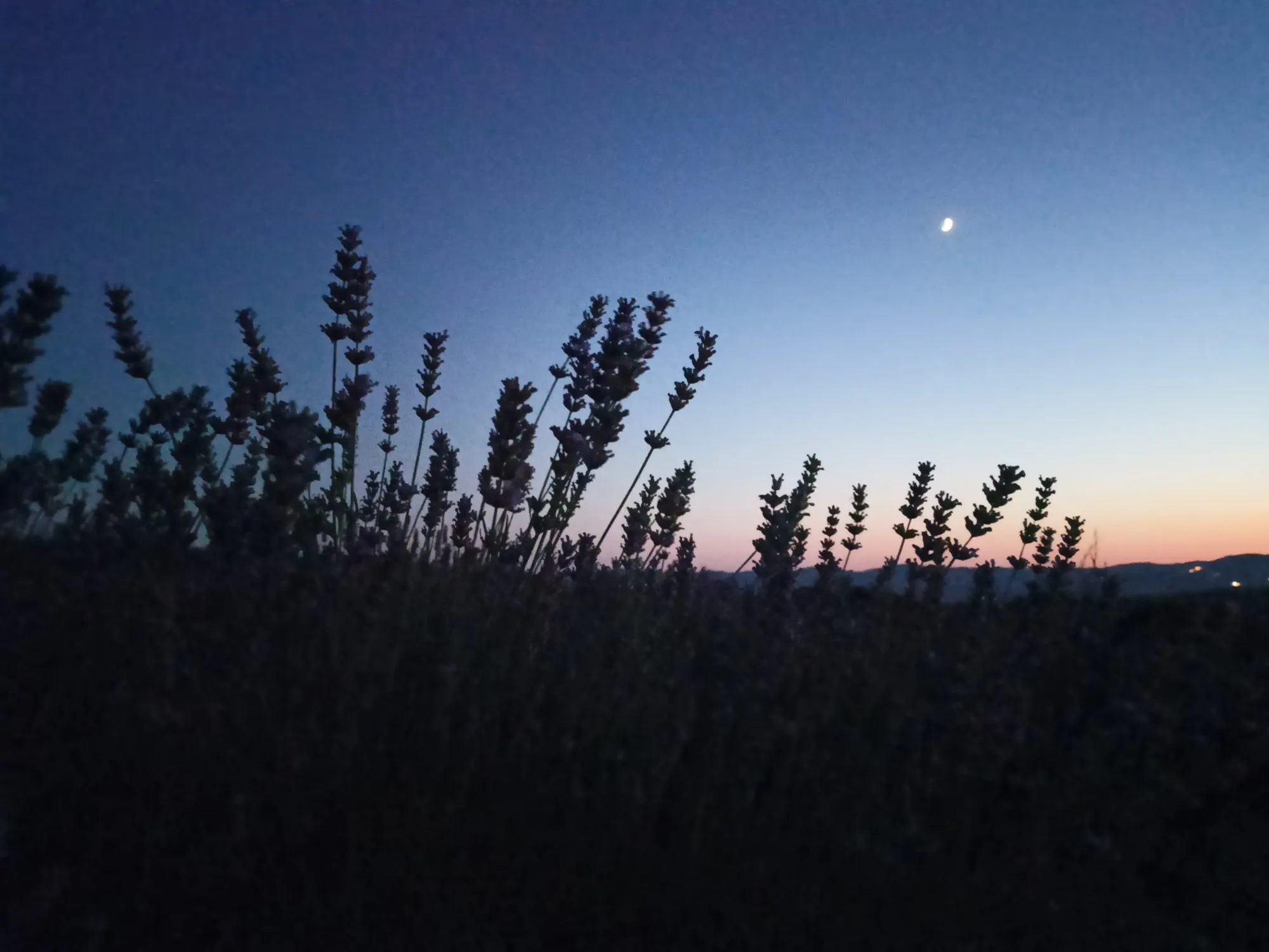 Spighe di lavanda controluce al tramonto