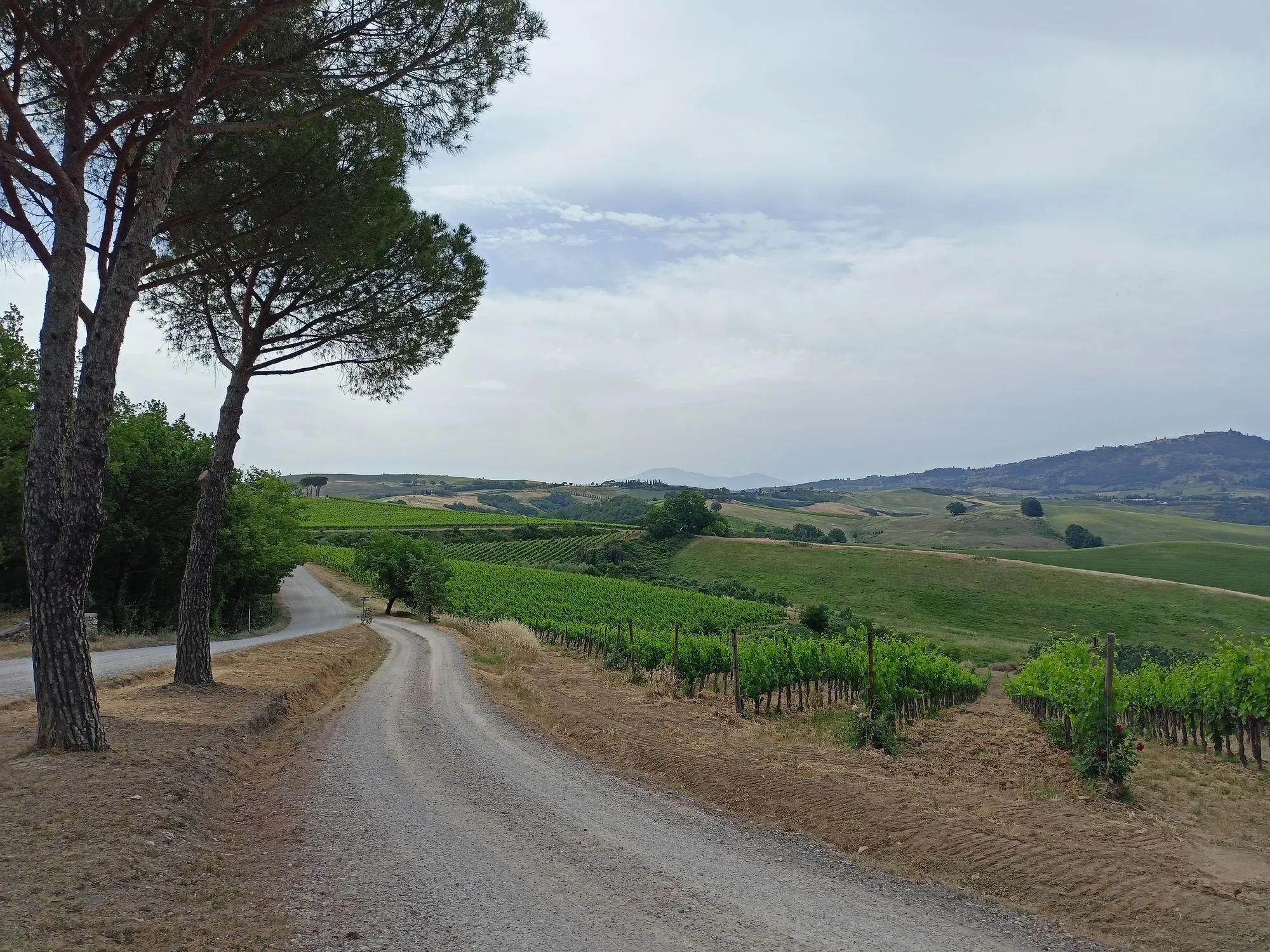 Strada bianca tra le vigne