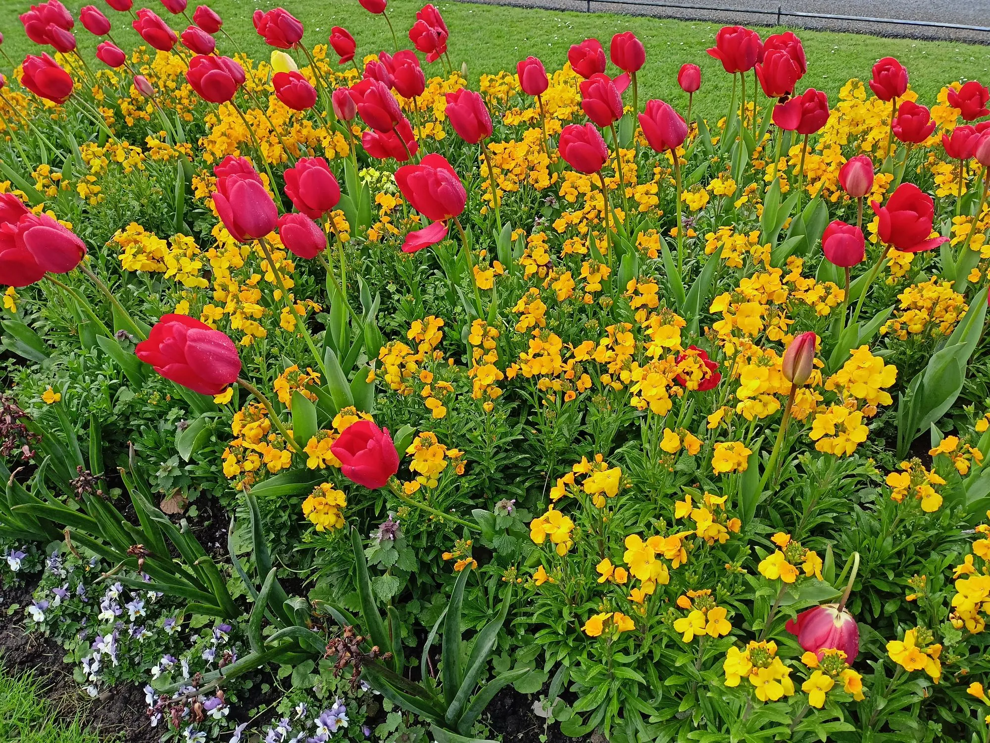 Aiuola di tulipani rossi e fiori gialli