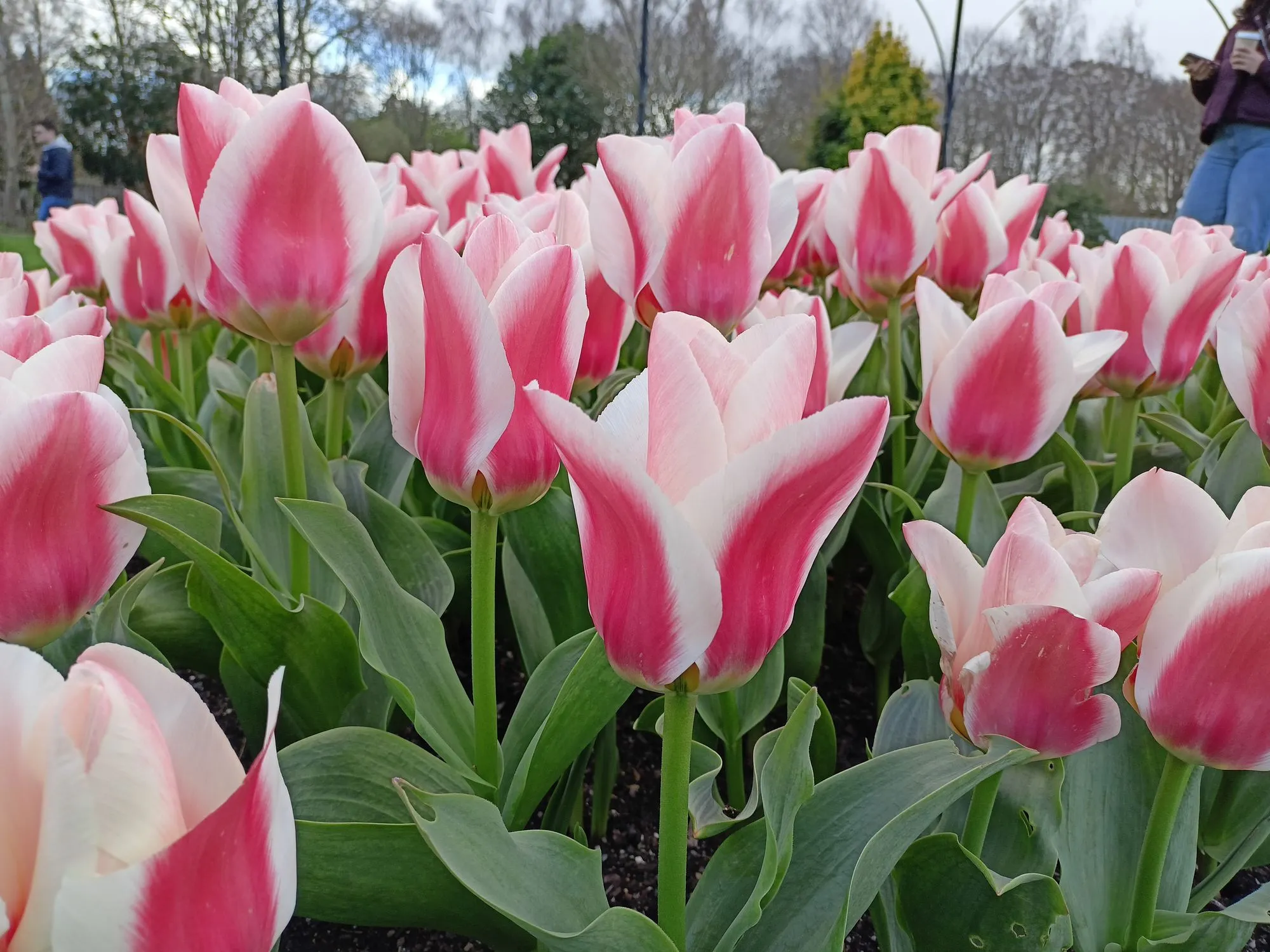 Tulipani rosa e bianchi