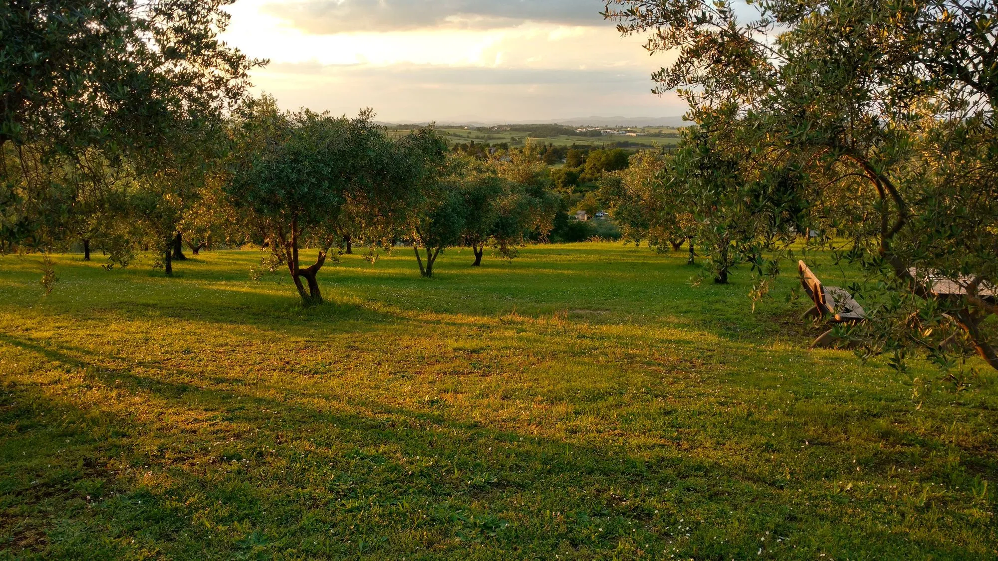 Uliveto al tramonto