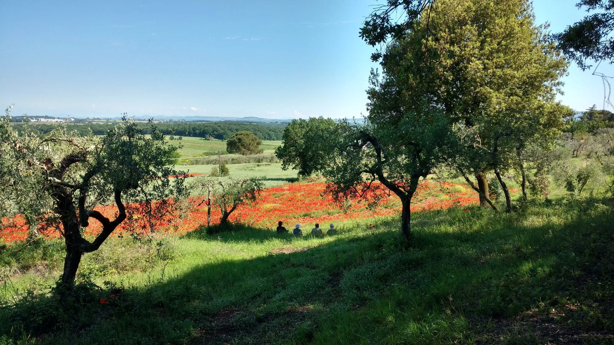 Ulivi e campo di papaveri